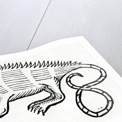 Iguana from 'la Historia general de las Indias' 1547 by Christopher Columbus