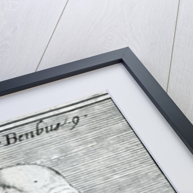 Portrait of Pietro Bembo by School Italian