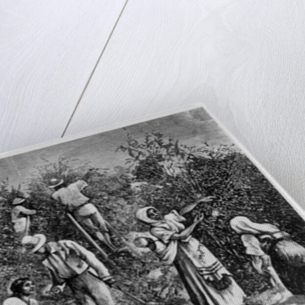 Coffee Harvest by English School