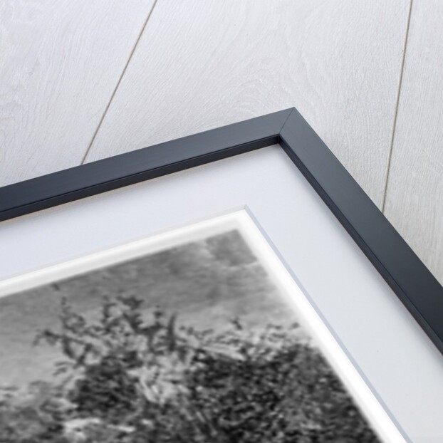 Coffee Harvest by English School