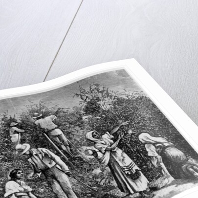 Coffee Harvest by English School