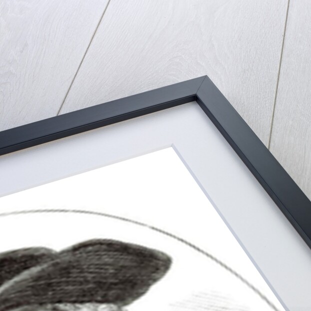 William Penn engraved by Josiah Wood Whymper by English School