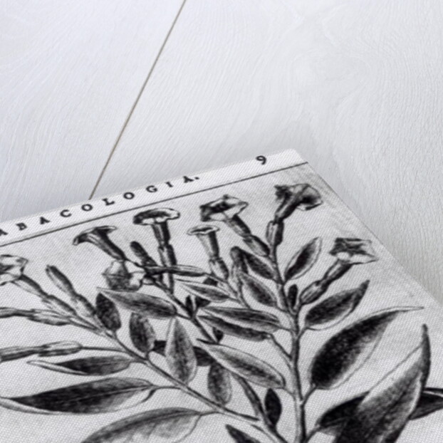 A Tobacco Plant, 1622 by English School