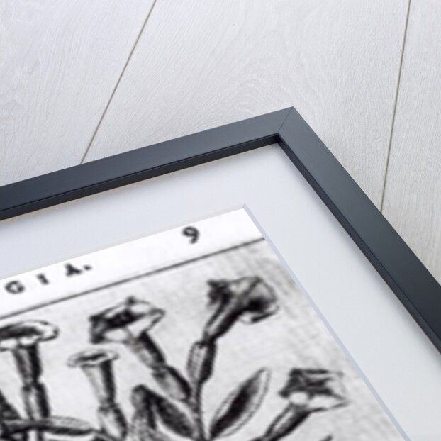 A Tobacco Plant, 1622 by English School