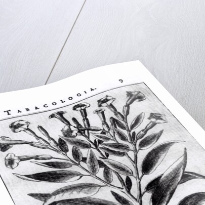 A Tobacco Plant, 1622 by English School