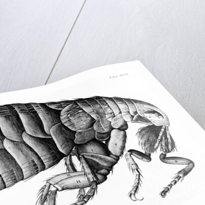 A Flea from Microscope Observation by Robert Hooke, 1665 by English School
