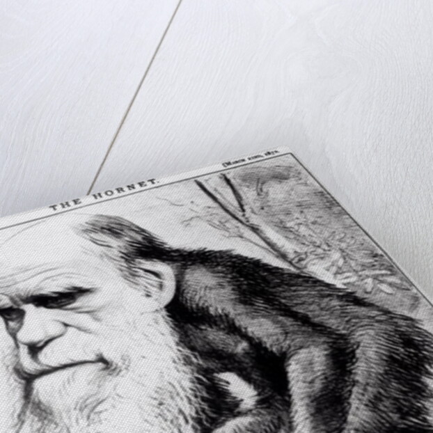 Charles Darwin 'A Venerable Orang-Outang', 1871 by English School