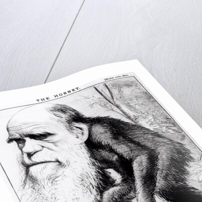 Charles Darwin 'A Venerable Orang-Outang', 1871 by English School