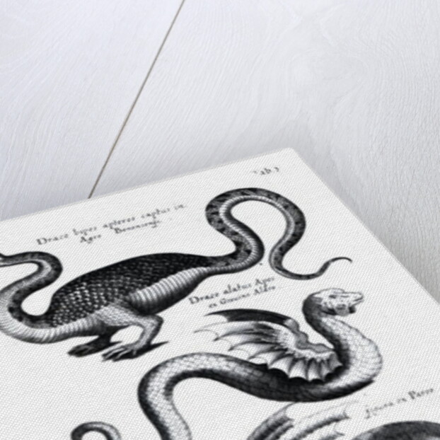 Four types of dragon by English School