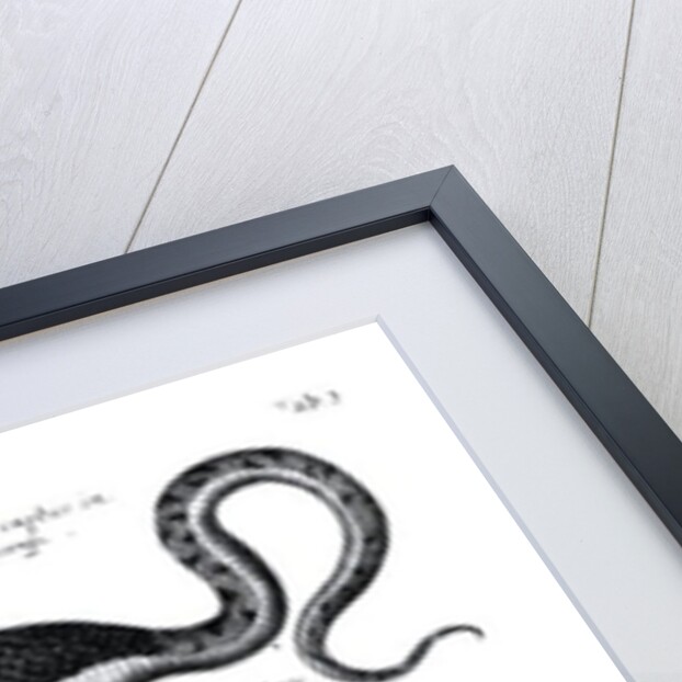 Four types of dragon by English School