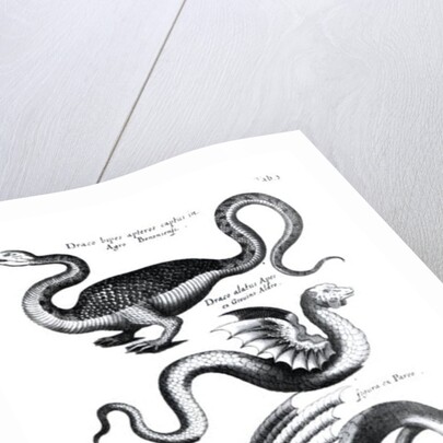 Four types of dragon by English School