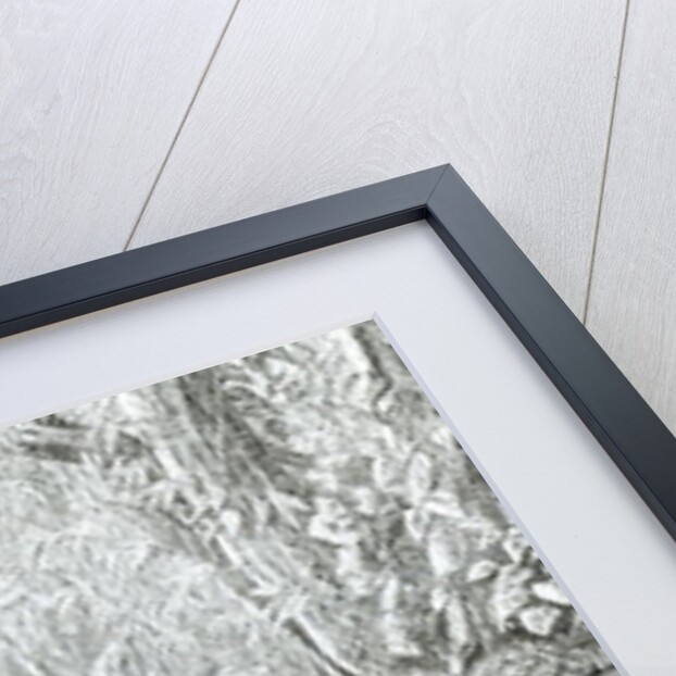 Interior of a Primeval Forest in the Amazons by English School