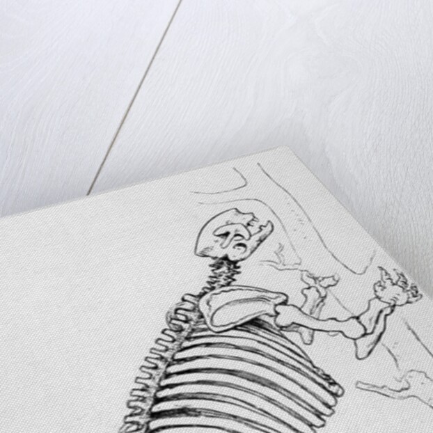 Skeleton of a Mylodon by English School
