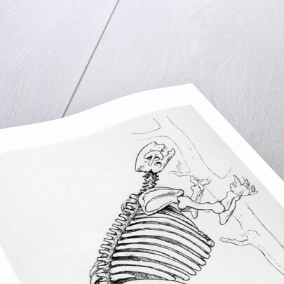 Skeleton of a Mylodon by English School