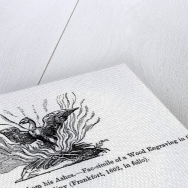 The Phoenix rising from his ashes, from a Latin edition of Pliny published in Frankfurt in 1602 by German School