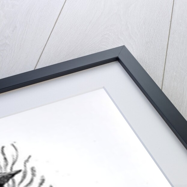 The Phoenix rising from his ashes, from a Latin edition of Pliny published in Frankfurt in 1602 by German School