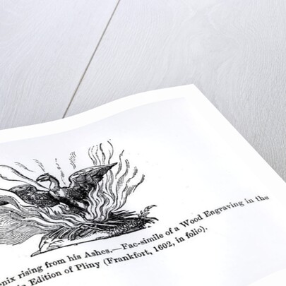 The Phoenix rising from his ashes, from a Latin edition of Pliny published in Frankfurt in 1602 by German School