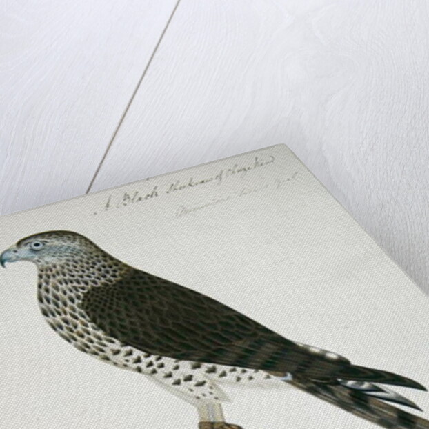 Indian Sparrow-Hawk by School English