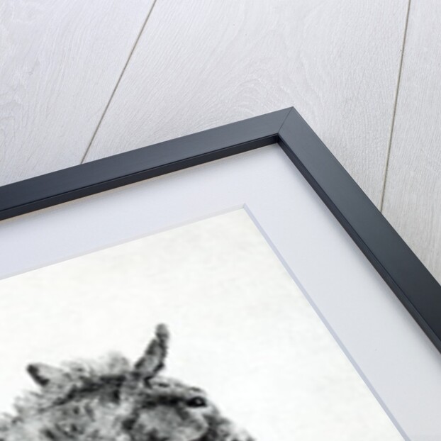 Donkey 1766 by George Stubbs