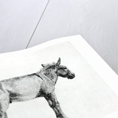 Donkey 1766 by George Stubbs