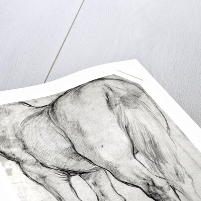 Horse's Rear by Peter Paul Rubens