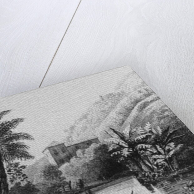 Coffee Plantation by French School