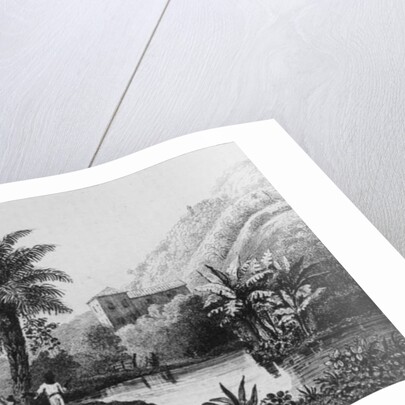 Coffee Plantation by French School