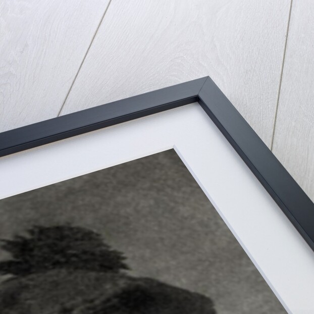 Portrait of Joseph Wolf by English Photographer