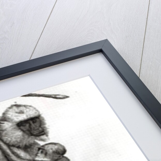 Brazilian Monkey by French School