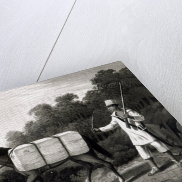 A Cotton Carrier by English School