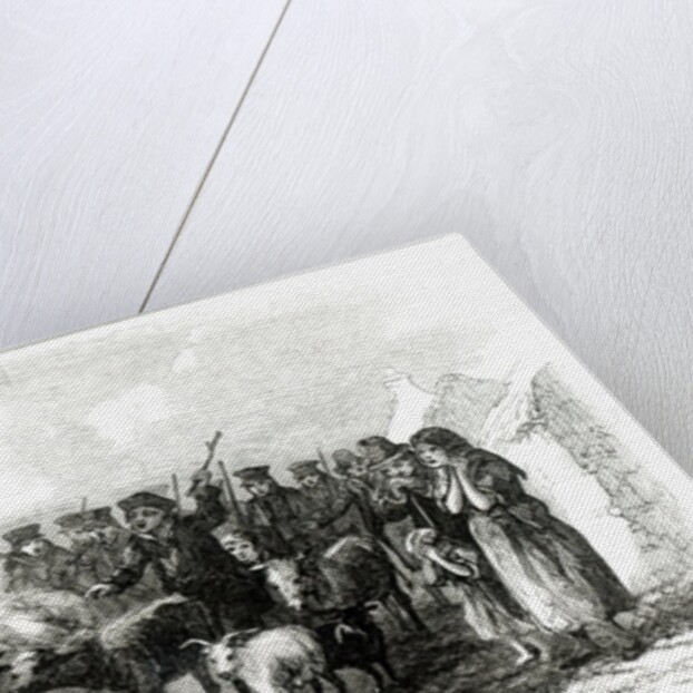 Driving Cattle for Rent between Ouchterard and Galway by English School