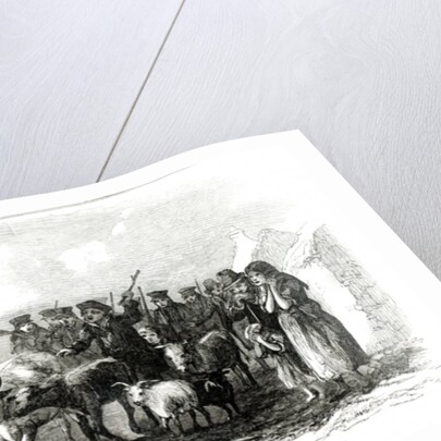 Driving Cattle for Rent between Ouchterard and Galway by English School