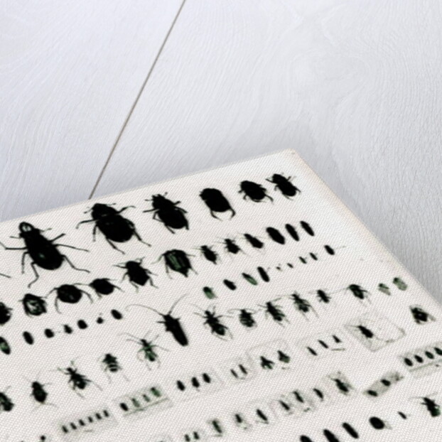 Darwin's insect collection by Anonymous