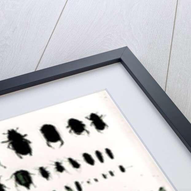 Darwin's insect collection by Anonymous