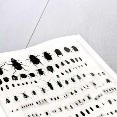 Darwin's insect collection by Anonymous