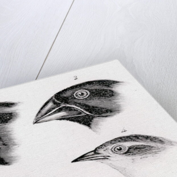 Darwin's Bird Observations by English School