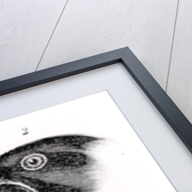 Darwin's Bird Observations by English School