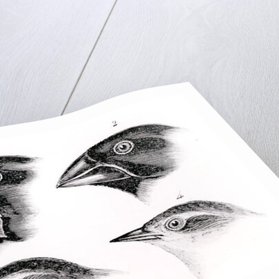 Darwin's Bird Observations by English School