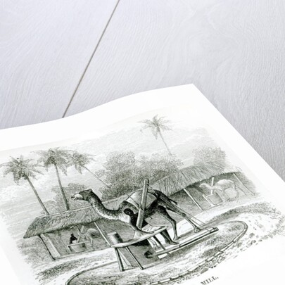 Camel Mill by English School