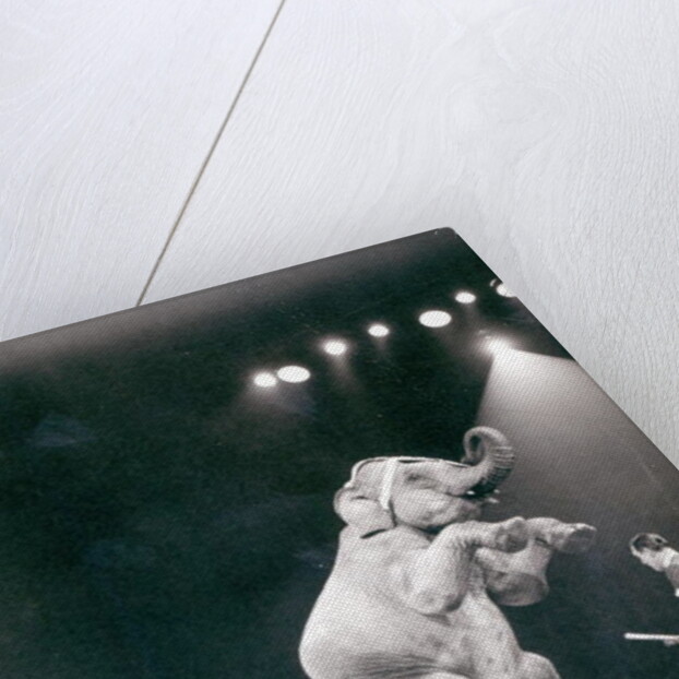 Elephant performing in a Circus by Anonymous