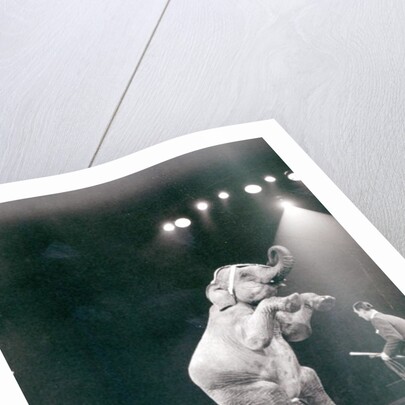 Elephant performing in a Circus by Anonymous