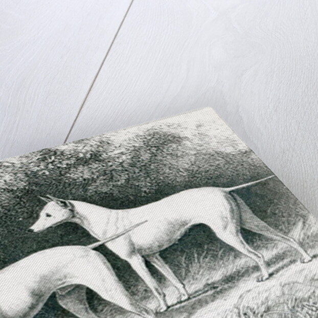 Mr. Vero Shaw's White English Terriers 'Sylvio' and 'Sylph' by School English