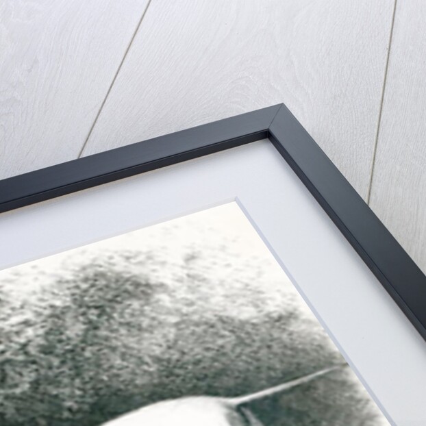 Mr. Vero Shaw's White English Terriers 'Sylvio' and 'Sylph' by School English