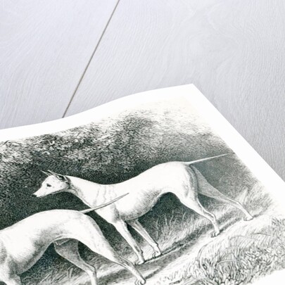 Mr. Vero Shaw's White English Terriers 'Sylvio' and 'Sylph' by School English