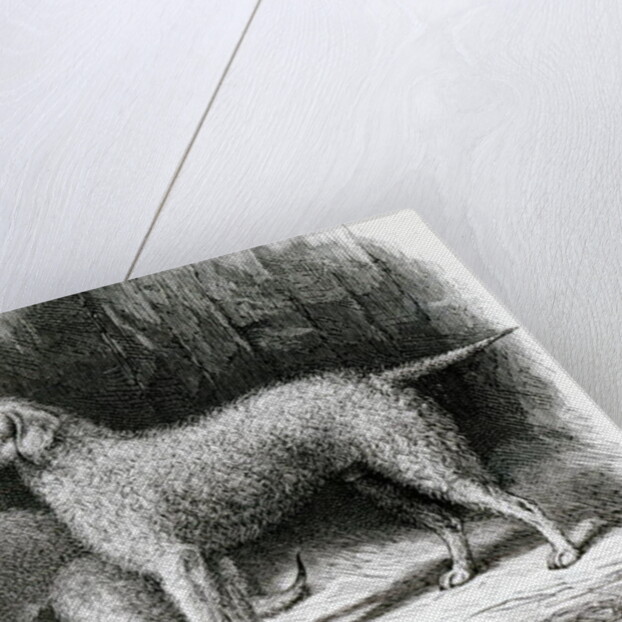 Bedlington Terriers- Mr. F. Armstrong's 'Rosebud' and Mr. A. Armstrong's 'Nailor' by School English