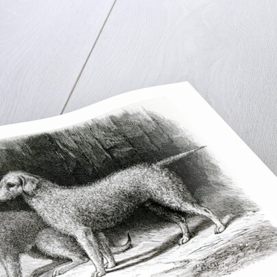 Bedlington Terriers- Mr. F. Armstrong's 'Rosebud' and Mr. A. Armstrong's 'Nailor' by School English