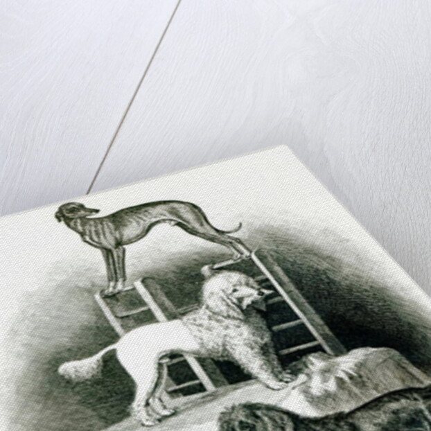 Poodles and Whippet - Group of Mr. Walton's Performing Dogs by School English
