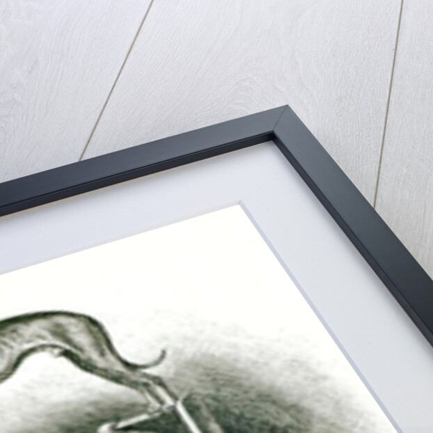 Poodles and Whippet - Group of Mr. Walton's Performing Dogs by School English