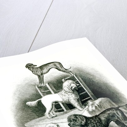 Poodles and Whippet - Group of Mr. Walton's Performing Dogs by School English