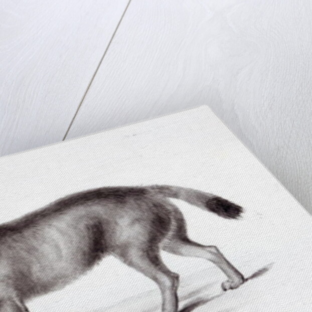 Canis Antarcticus by School English